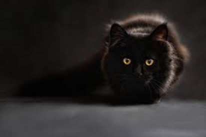 القطط السوداء أسطورة جديدة للشفاء من الأمراض