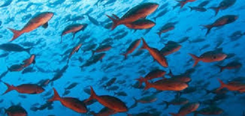بحلول عام 20100 يمكن ان تنقرض الأسماك في المياه البحرية