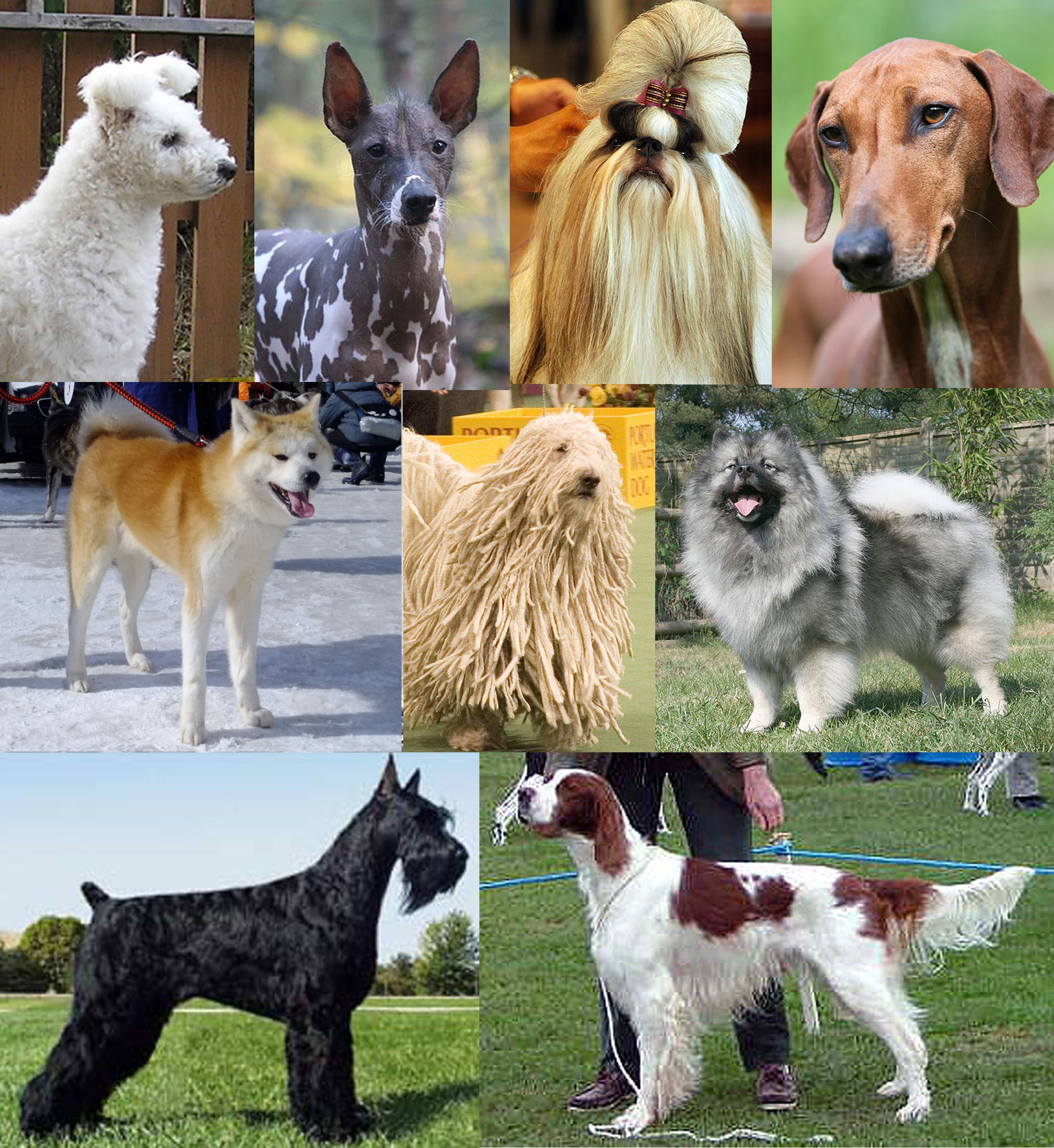 أجمل أنواع الكلاب بالاسم والسعر وكيفية اختيار الكلاب للتربية في المنزل