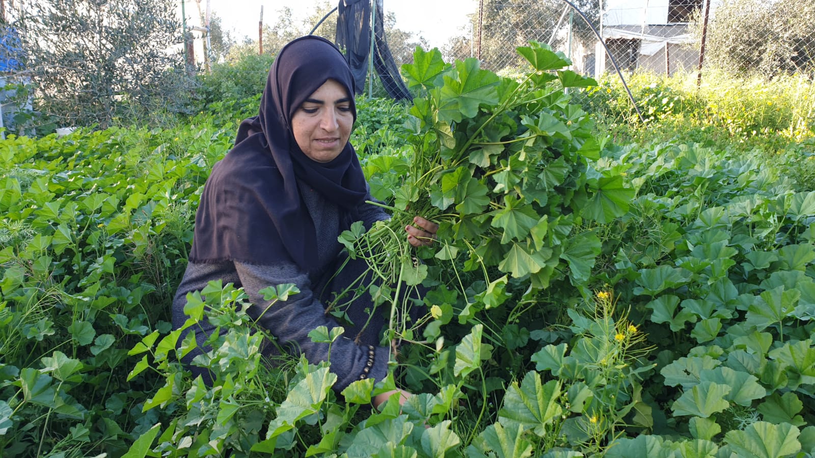 كفاح لأجل لقمة العيش موسم قطف العنب يوفر عمل للنساء الفلسطينيات