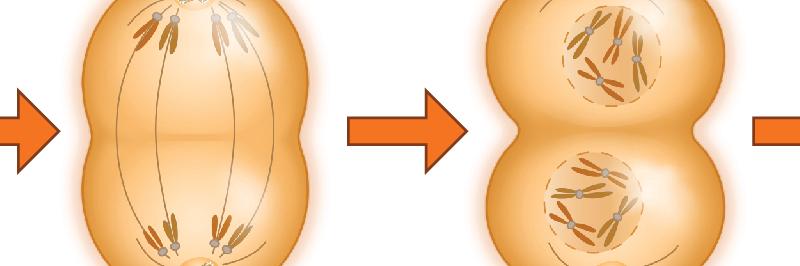 اي العمليات التالية تؤدي الى انقسام الخلية الى خليتين متطابقتين