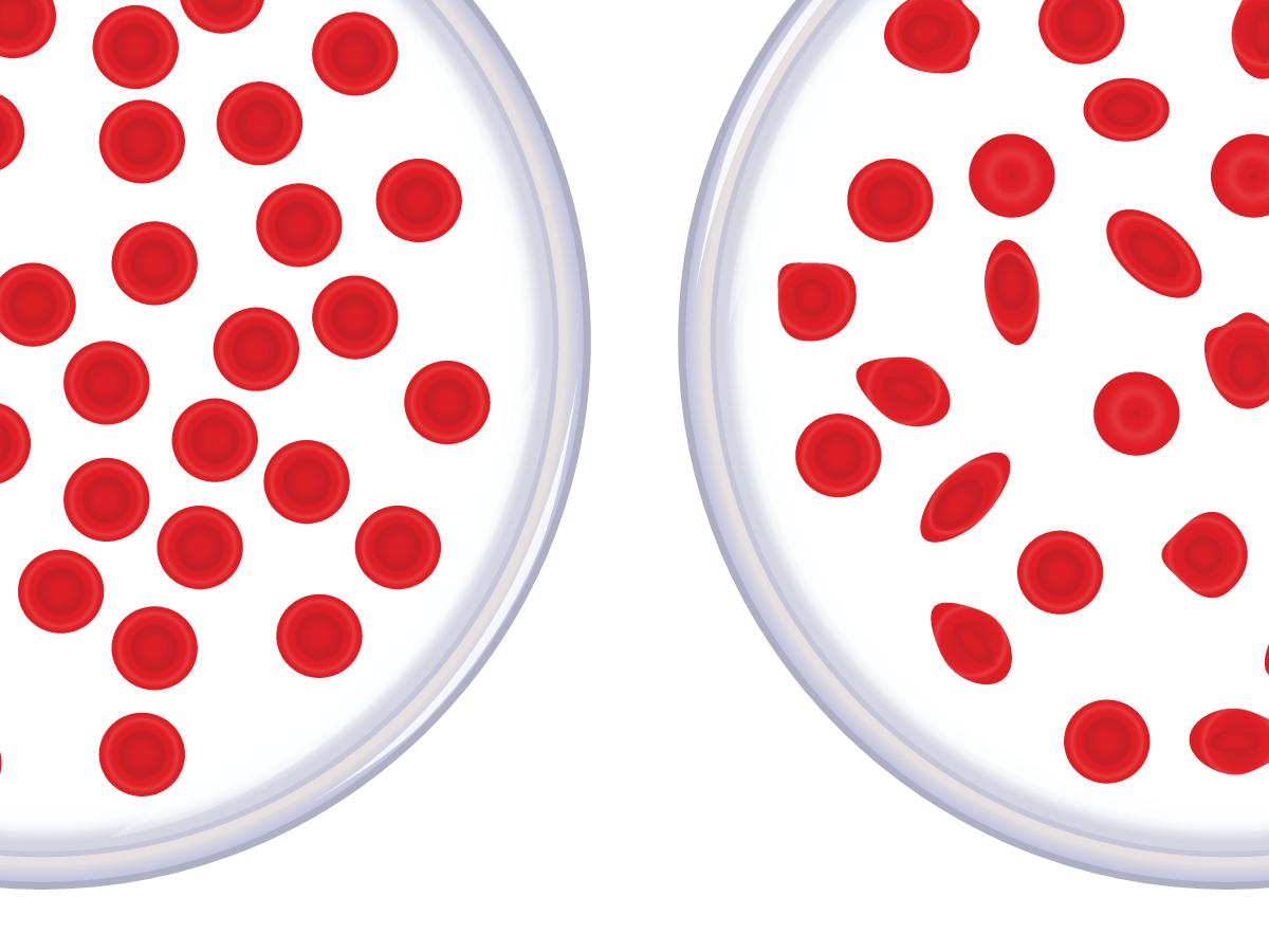 اين تنتج خلايا الدم الحمراء ثاني متوسط