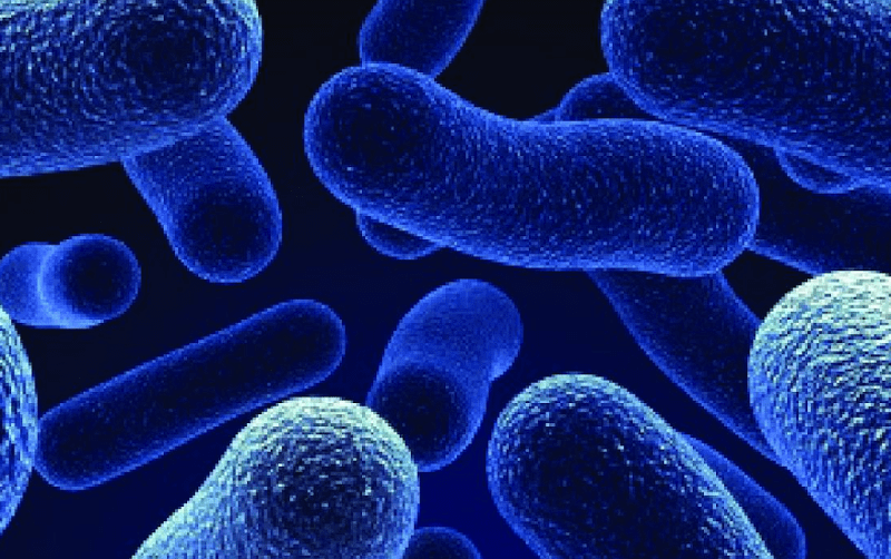 بحث احياء اول ثانوي عن البكتيريا