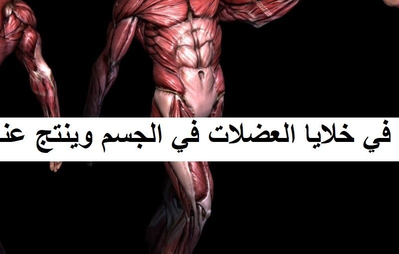 تحدث عملية التخمر في خلايا العضلات في الجسم وينتج عنها حمض اللاكتيك