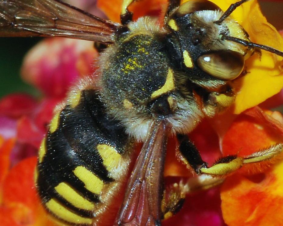 دور النحلة في عمليه تكاثر نبات مغطى البذور هو