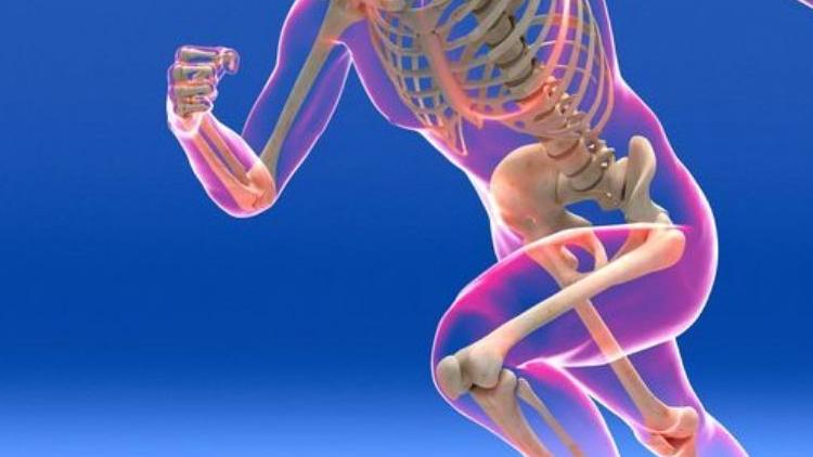 فسر كيف يعمل تحرك كل من العضلات والعظام والمفاصل معا لتحريك الجسم