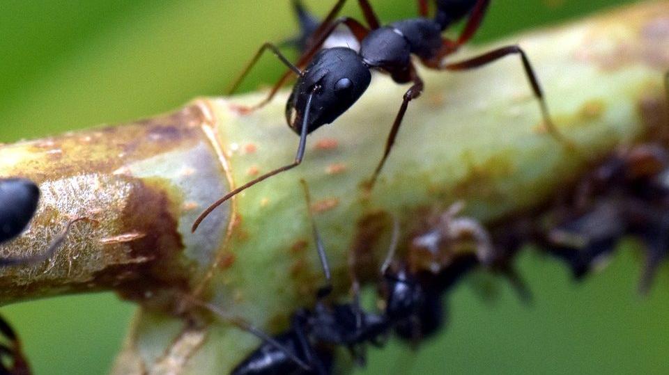 كم عدد أرجل التي تمتلكها النملة