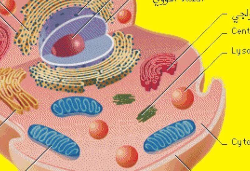 كيف يتحكم الغشاء البلازمي في مرور المواد