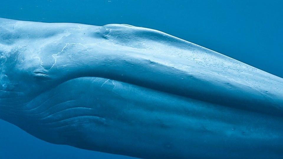 يزداد وزن مولود الحوت الأزرق حوالي ٩٠ كلجم يوميا، فكم كلجم تقريبا يزداد وزنه في الساعة