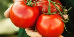 طريقة تفريز الطماطم وحفظها لمدة طويلة في الثلاجة أو الفريزر