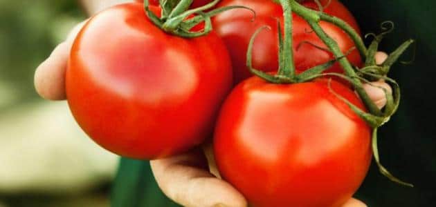 طريقة تفريز الطماطم وحفظها لمدة طويلة في الثلاجة أو الفريزر
