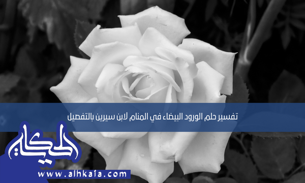 تفسير حلم الورود البيضاء في المنام لابن سيرين بالتفصيل