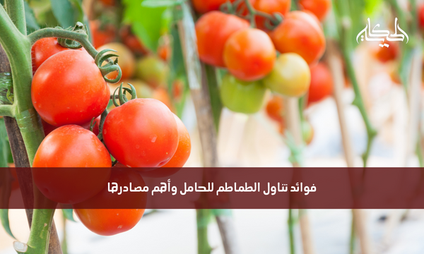 فوائد تناول الطماطم للحامل وأهم مصادرها