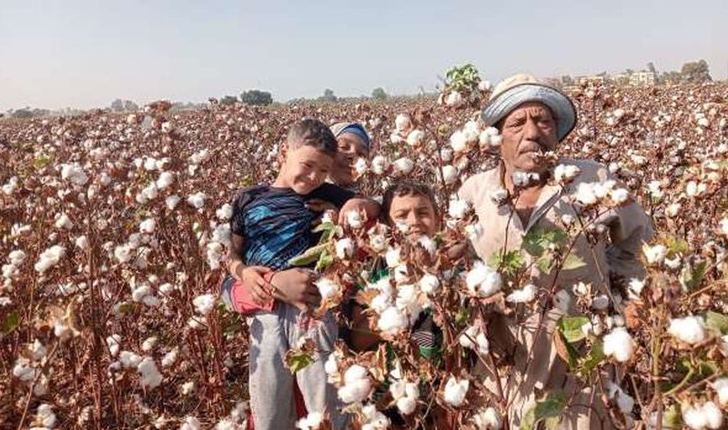 أخبار القطن اليوم.. مزاد في الفيوم لمحافظات الوجه القبلي خلال ساعات – المحافظات