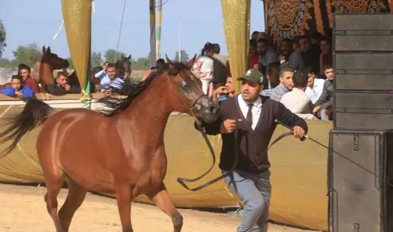 مهرجان الخيول العربية الأصيلة على أرض الدقهلية.. «مش كل من ركب الحصان خيال» – المحافظات