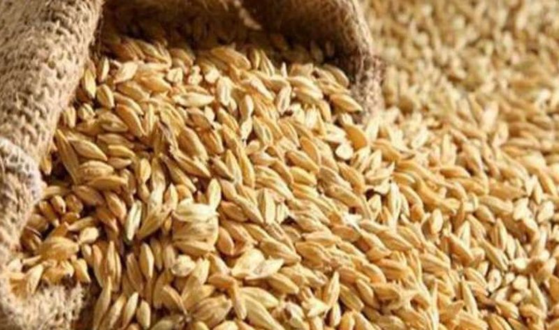 سعر طن الأرز الشعير اليوم الأربعاء 30-10-2024 في مصر – اقتصاد