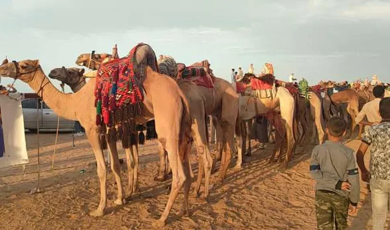 الشباب والرياضة بشمال سيناء..سباق الهجن منتصف الشهر القادم – المحافظات
