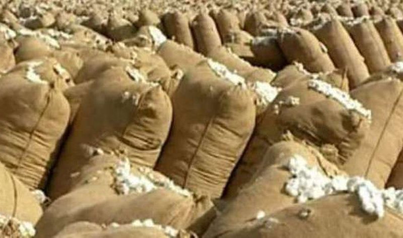سعر قنطار القطن اليوم السبت 9-11-2024 وموعد المزاد في محافظات وجه بحري – المحافظات
