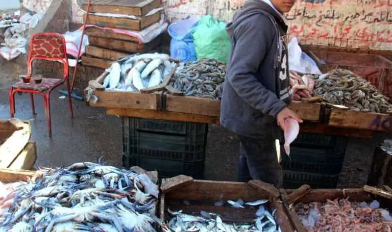 أسعار الأسماك في سوق المنيب اليوم.. كيلو البلطي يبدأ من 55 جنيها – اقتصاد