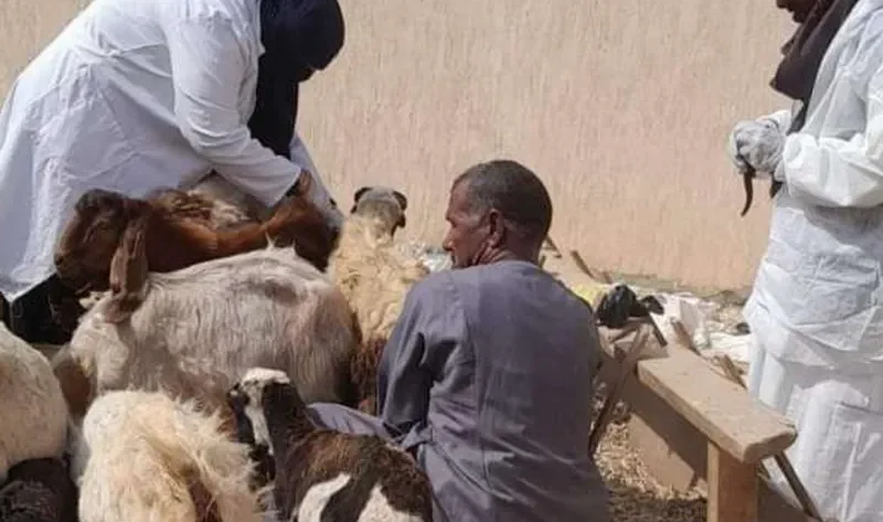 بدء حملة تحصين الماشية ضد الحمى القلاعية والوادي المتصدع في البحر الأحمر – المحافظات