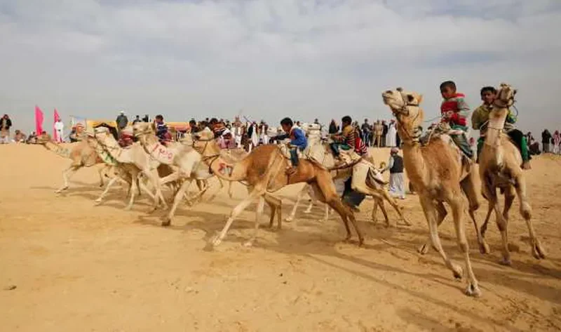 7 محافظات تشارك في سباق الهجن بالعريش الخميس المقبل – المحافظات