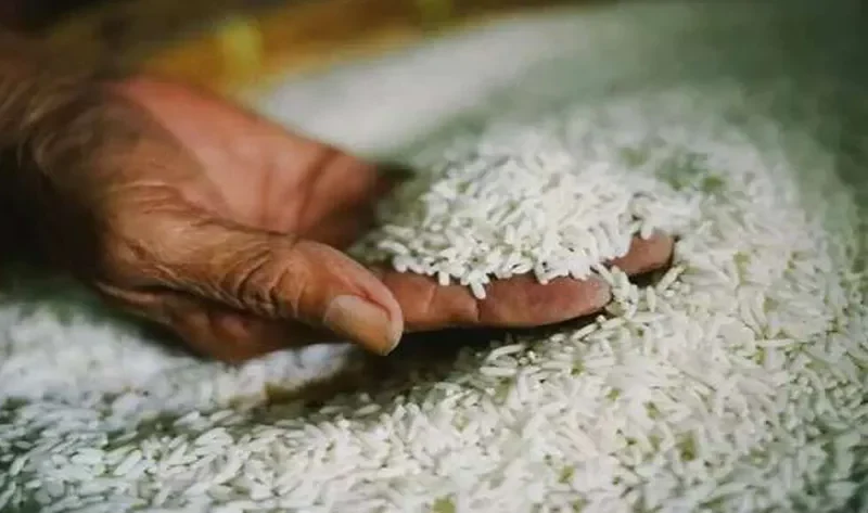سعر طن الأرز الشعير اليوم الأحد 3-11-2024 في الأسواق – اقتصاد