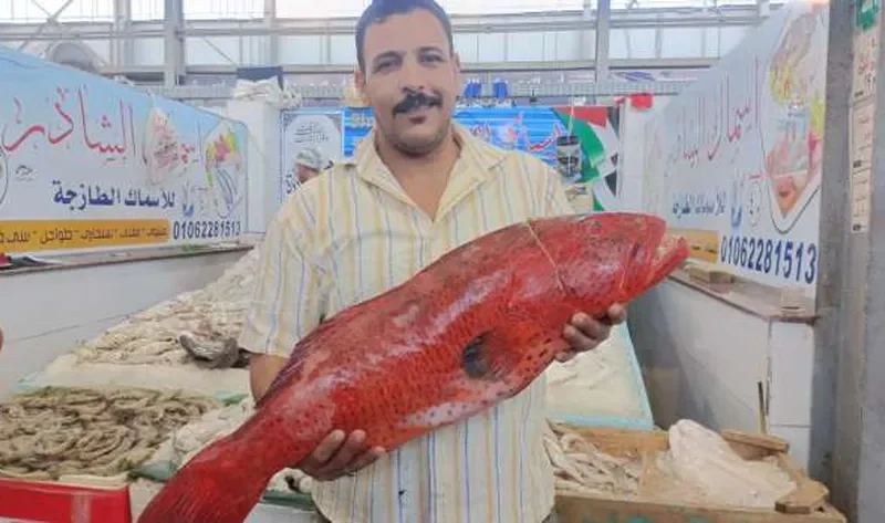 بـ5 آلاف جنيه.. «الملك ناجل» الأغلى في شادر السمك بالغردقة – المحافظات