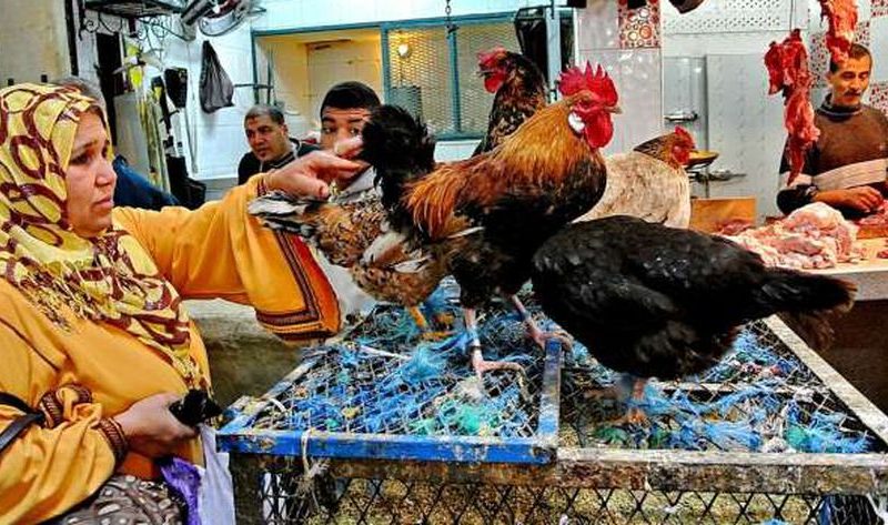 أسعار الفراخ البيضاء في بورصة الدواجن اليوم الأحد 8-12-2024 – اقتصاد