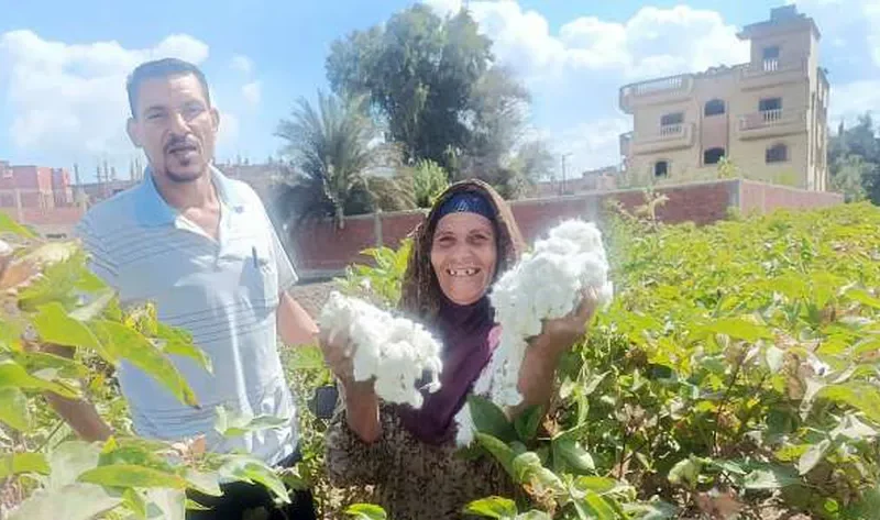 28 حلقة للتسويق.. والندوات ساعدت في تحقيق وفرة محصول القطن بالشرقية – تحقيقات وملفات