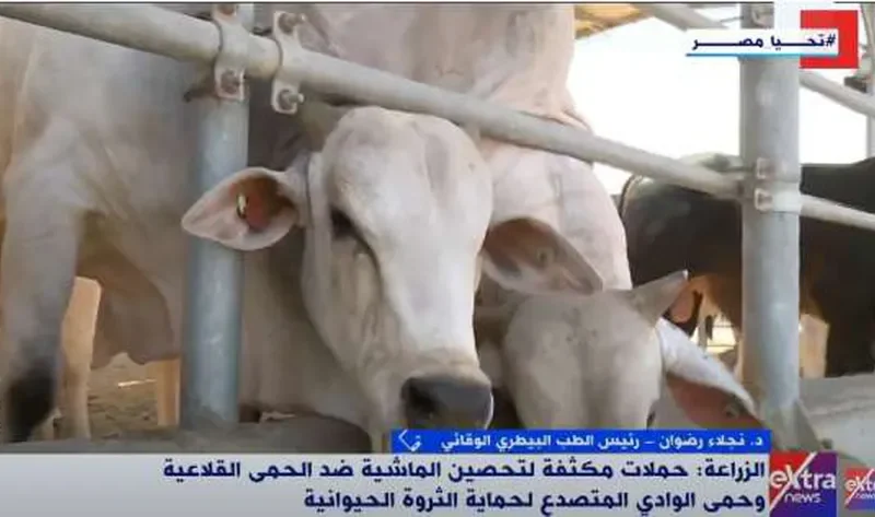 رئيس «الطب البيطري الوقائي»: الحمى القلاعية تشبه الإنفلونزا وتبلغ ذروتها شتاءًَ – أخبار مصر