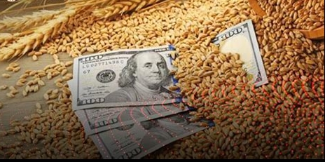 بزيادة 78%.. مصر تستورد 1.6 مليون طن من القمح خلال شهر
