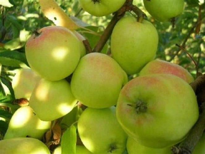 دراسة: التفاح يحظی بالمغذيات النباتية المهمة للجهاز المناعي