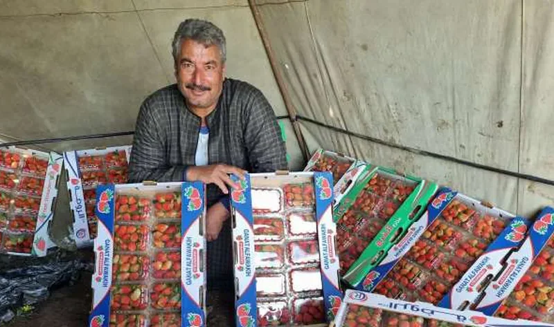 «الذهب الأحمر».. رحلة حصاد الفراولة من الأرض حتى التصدير بالمنوفية – المحافظات
