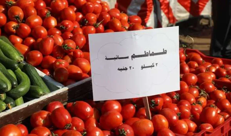 محافظ الجيزة: تجهيز موقع سوق اليوم الواحد في إمبابة لاستقبال المواطنين غدا – أخبار مصر